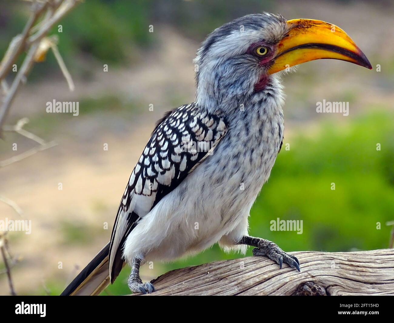 Southern Yellow Billed Hornbill thront auf einem Zweig Stockfoto