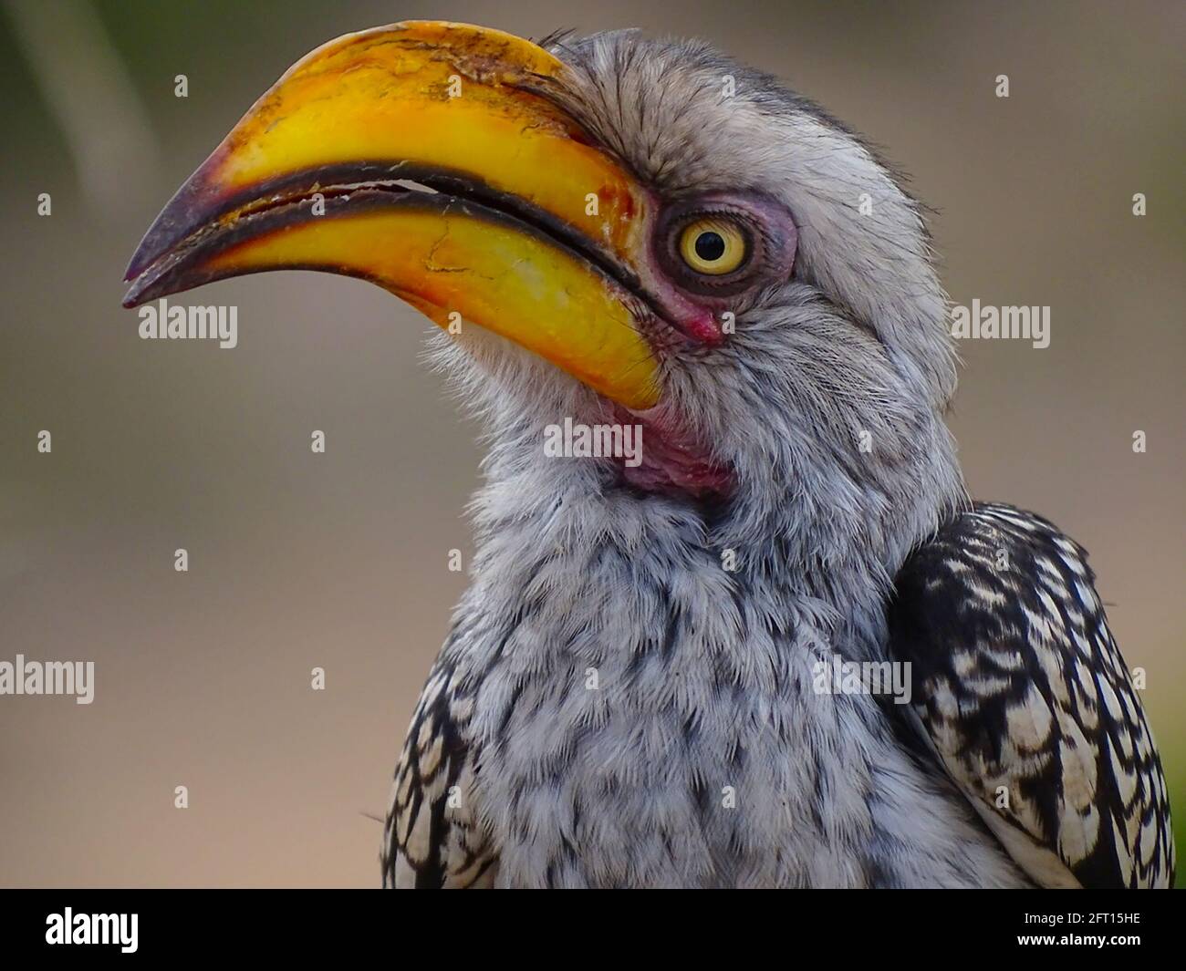 Hautnah und persönlich mit einem Hornbill aus Südgelb Stockfoto