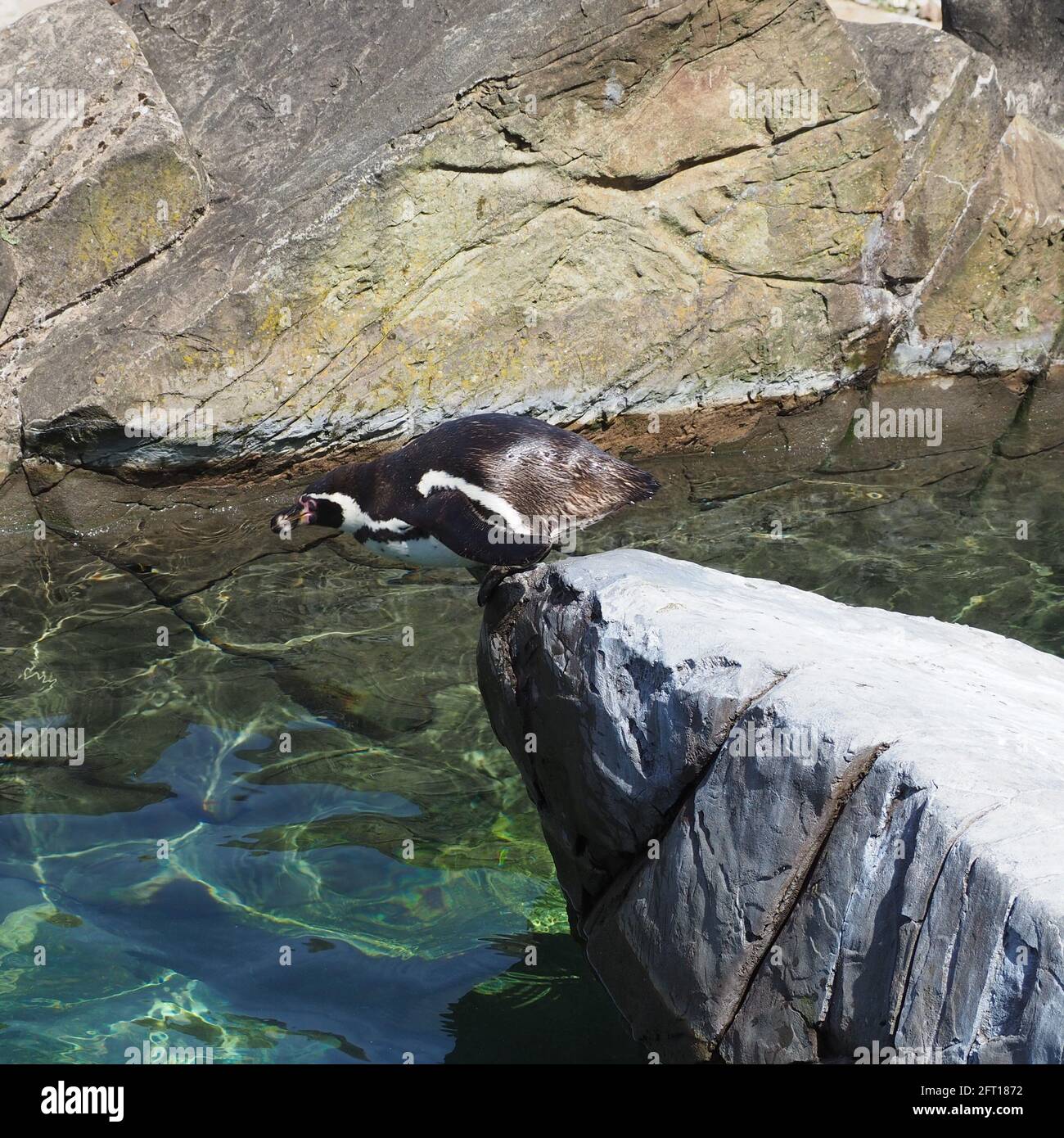 Humboldt-Pinguin Zum Tauchen Stockfoto