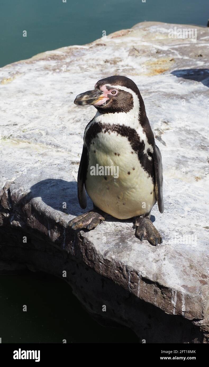 Humboldt-Pinguin Stockfoto