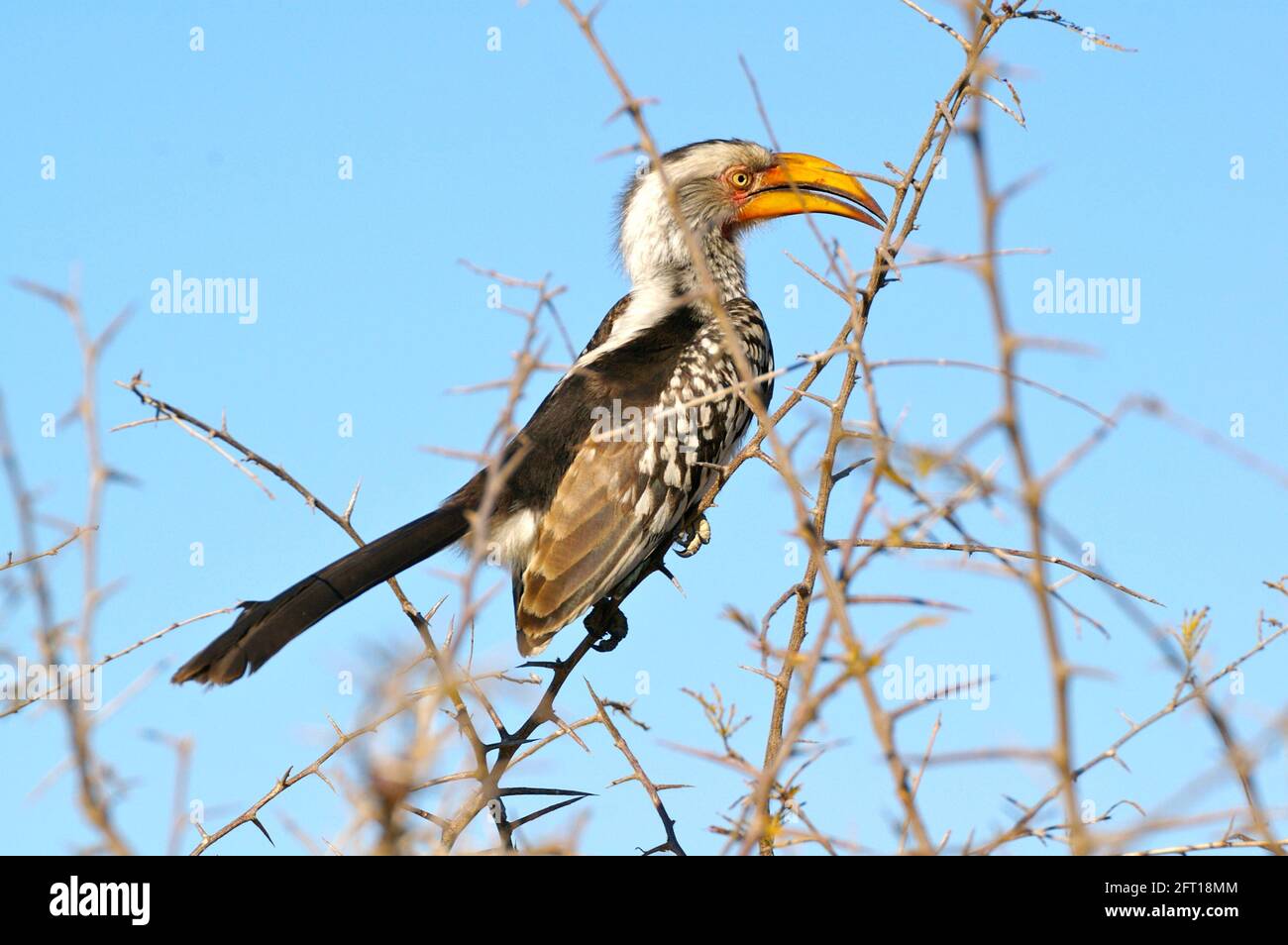 Südgelb schnabelte Hornbill in einem Thorn-Baum Stockfoto