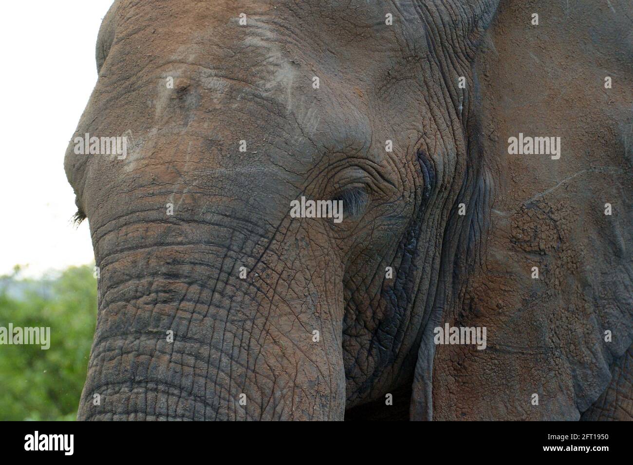 Junger afrikanischer Elefant aus nächster Nähe und persönlich Stockfoto