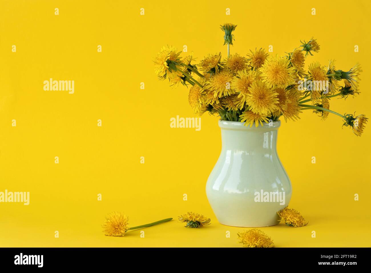 Frühling oder Sommer Komposition aus gelben Blumen auf gelbem Hintergrund mit Platz für Ihren Text. Helle, schöne, gelbe Dandelionen in einer Vase. Copy Spa Stockfoto