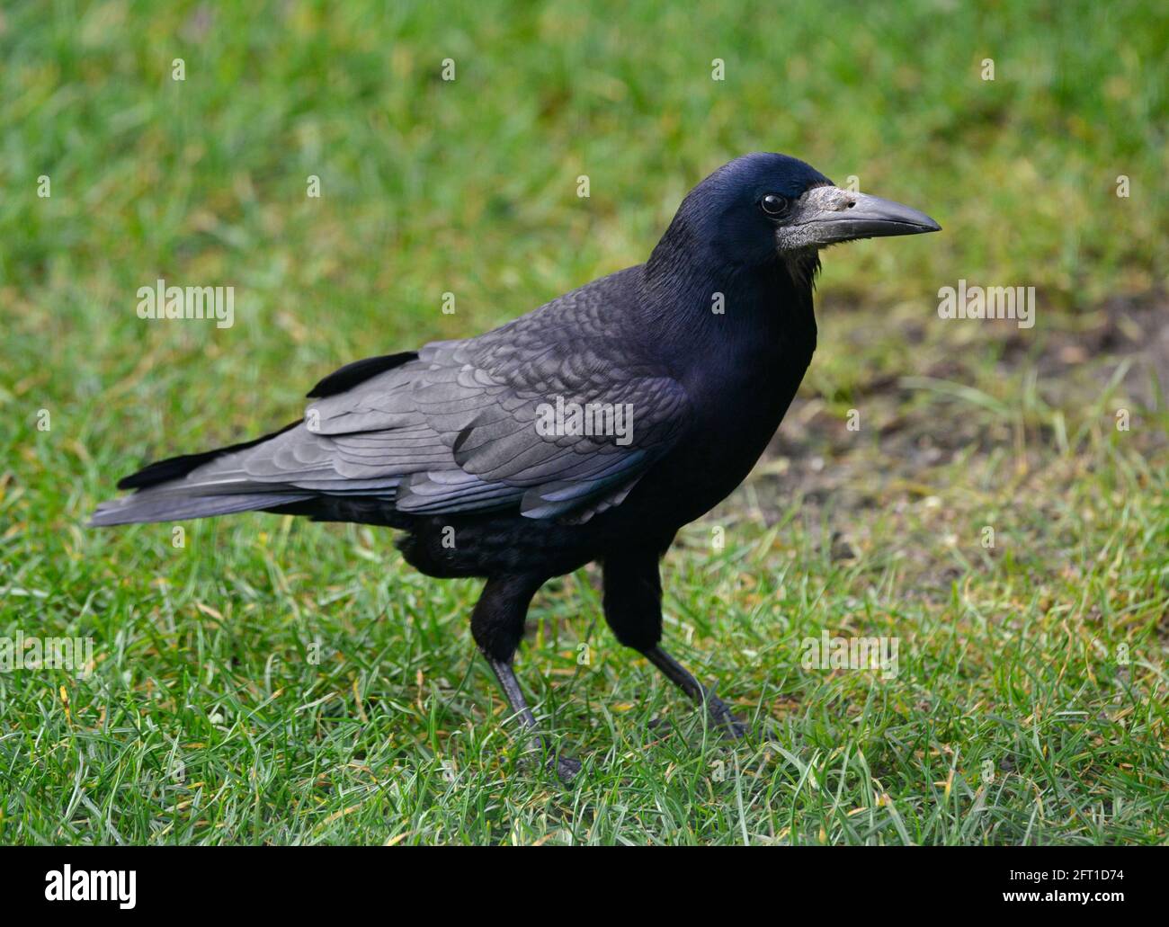 Turm - Corvus frugilegus Stockfoto