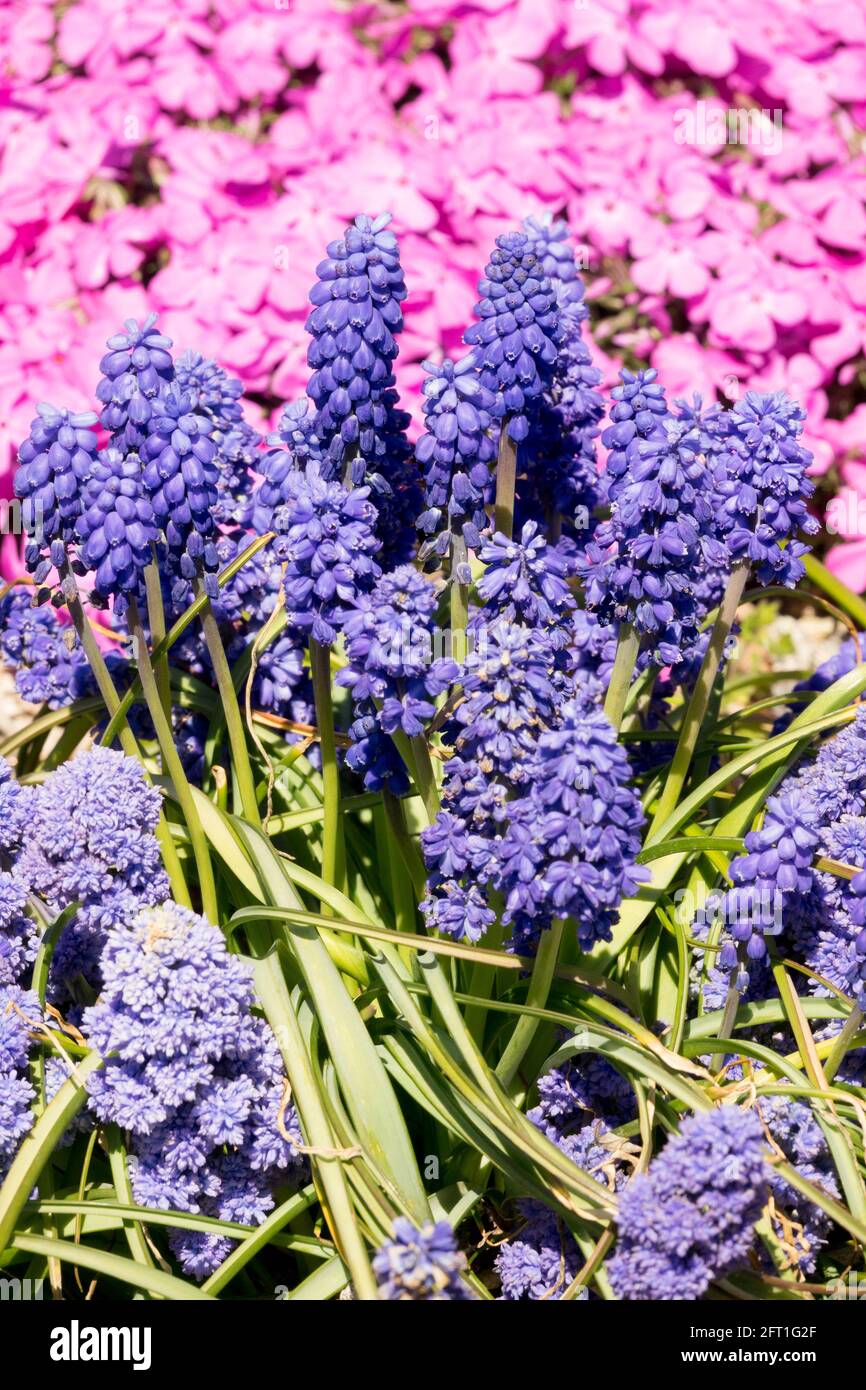 Blaue Muscari armeniacum Blumen Traubenhyazinthe Frühlingsbett Stockfoto