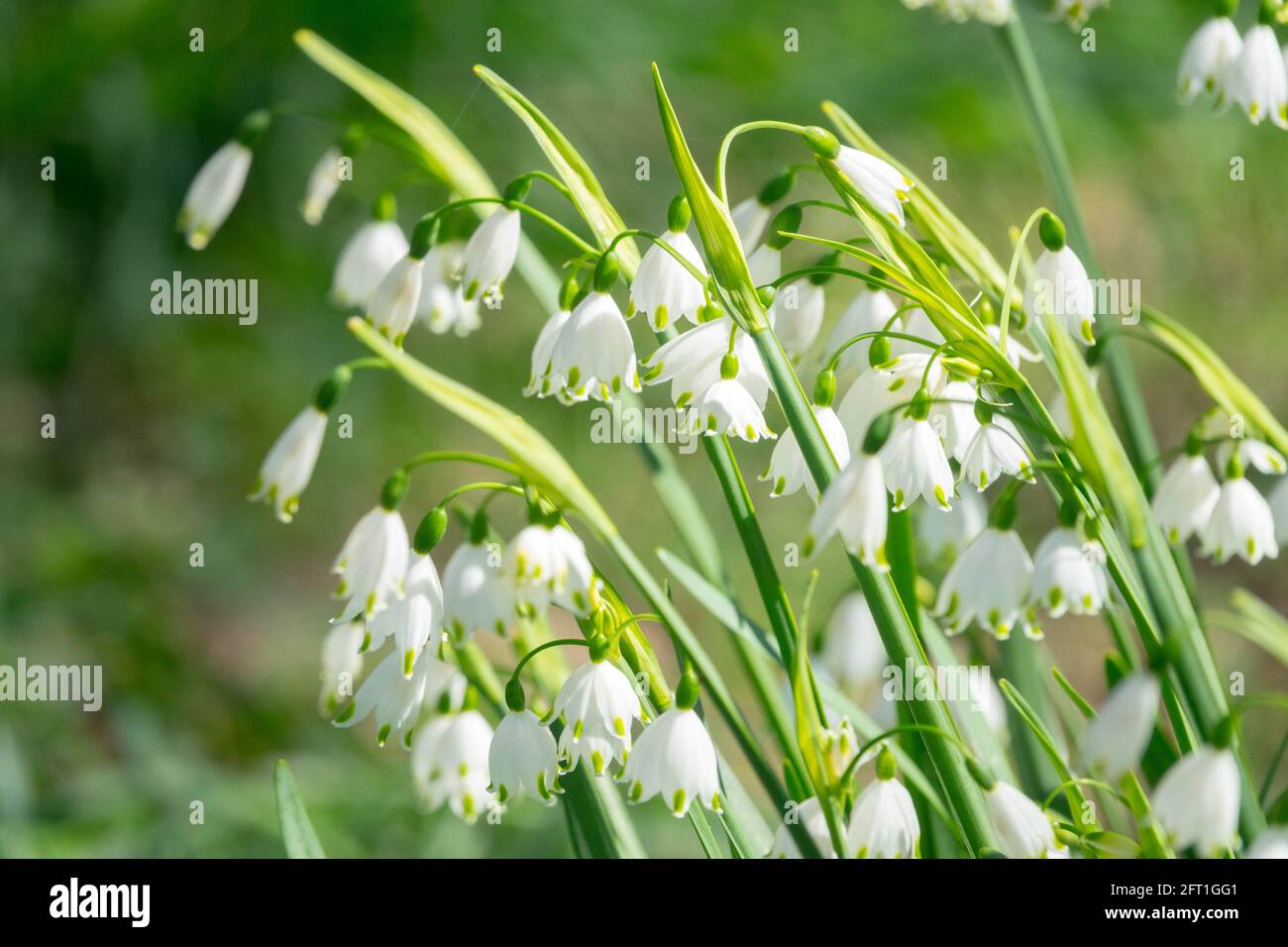 White Snowflake Loddon Lily Leucojum aestivum Stockfoto