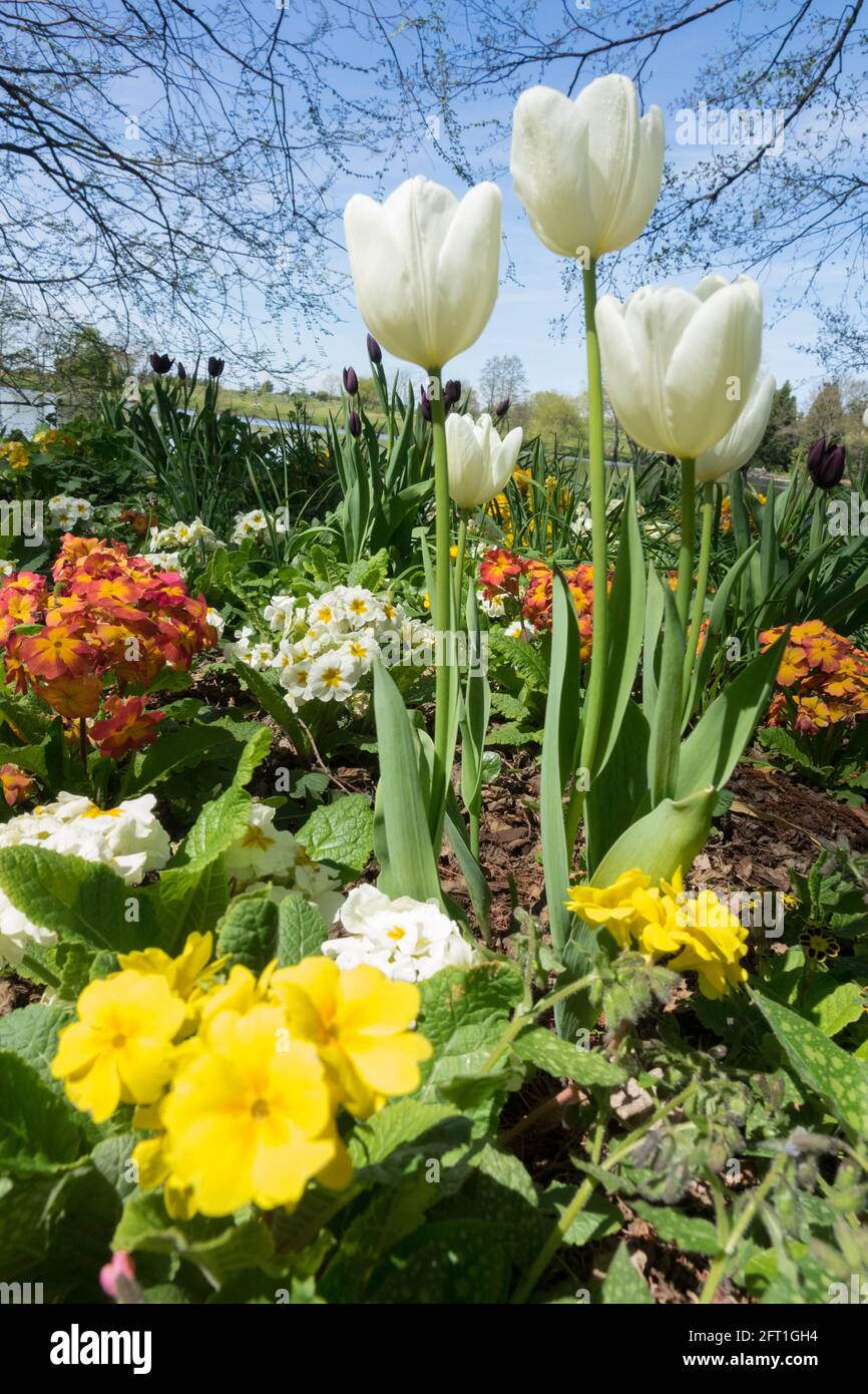 Drei weiße Tulpen im Blumenbeet Garten Frühlingsblumen Frühlingsblumen blauer Himmel Stockfoto
