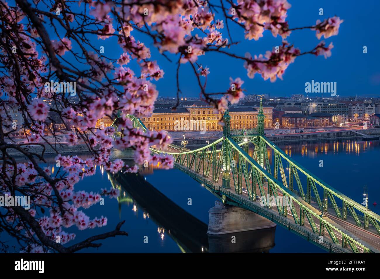 Budapest, Ungarn - beleuchtete Freiheitsbrücke über die Donau in der Abenddämmerung mit Kirschblütenbaum im Vordergrund vom Gellert-Hügel aufgenommen. Frühling hat ar Stockfoto
