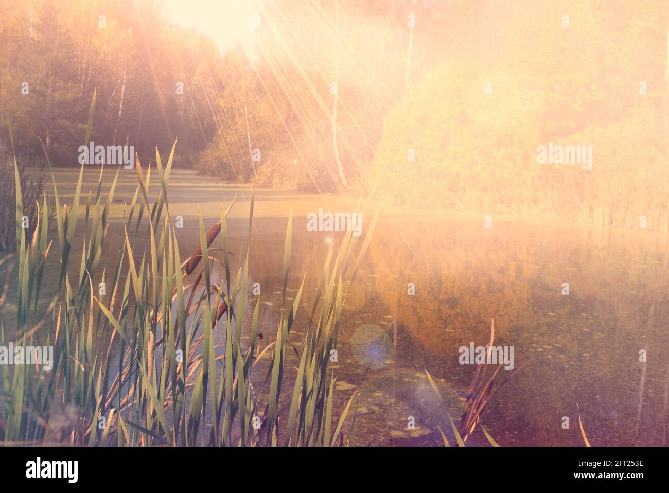 Herbstlandschaft mit einem See goldene Farbe Sonnenstrahlen seggen Rohrkrügel Stockfoto