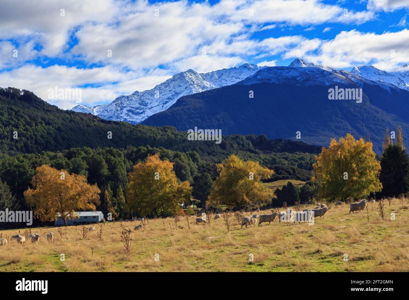Herbstlandschaft im Paradise, einem ländlichen Ort auf der Südinsel Neuseelands, umgeben von den Bergen der südlichen Alpen Stockfoto
