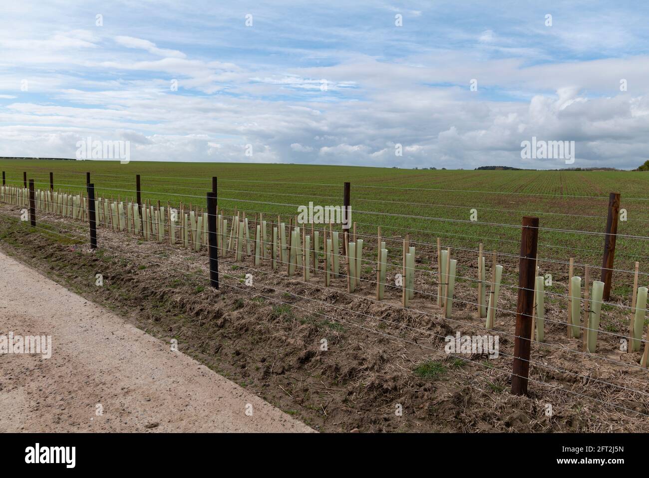 Neu gepflanzte und gebaute Heckenschwalbe, finanziert durch Heckenschwalbe und Boundaries Grant bei Embleton, Northumberland, Großbritannien. Stockfoto