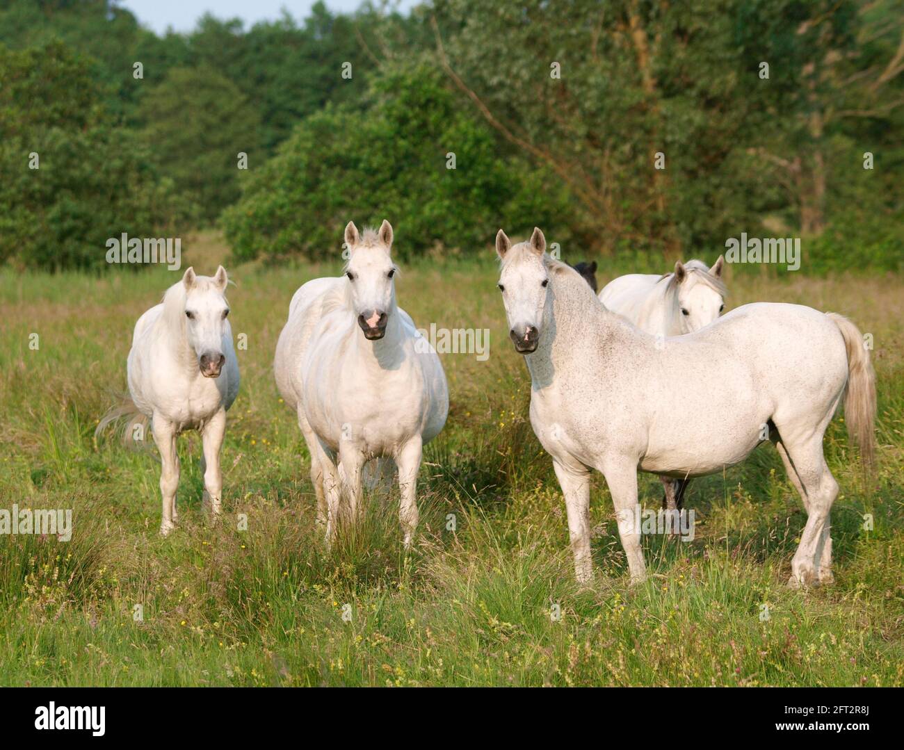 Eine gemischte Herde einheimischer Ponys, die im Sommerrasen grasen. Stockfoto