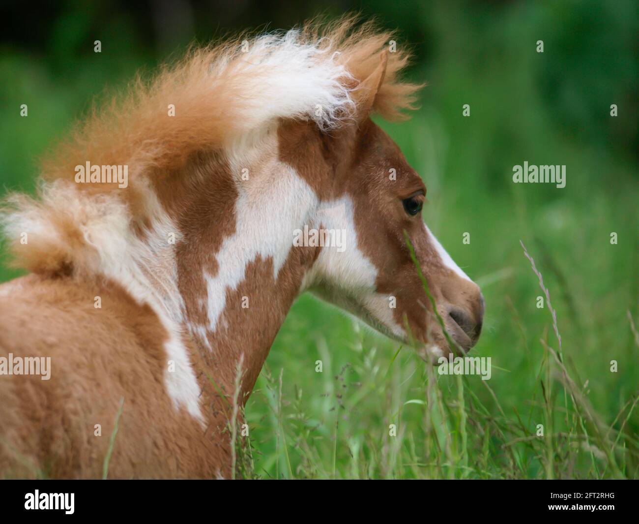 Eine Kopfaufnahme eines Miniatur-Fohlens, das im langen Gras steht. Stockfoto Eine Kopfaufnahme eines Miniatur-Fohlens, das im langen Gras steht. Stockfoto