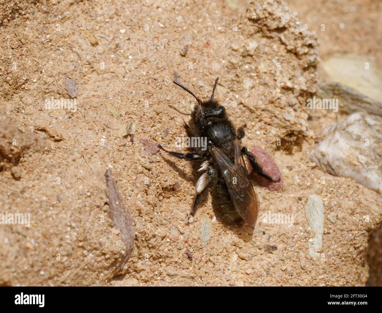 Schwarze Bergbaubiene (Andrena pilipes), eine national seltene Art in Großbritannien, die auf der Suche nach einem geeigneten Nistplatz auf sandigen Klippen ist, Cornwall, April. Stockfoto