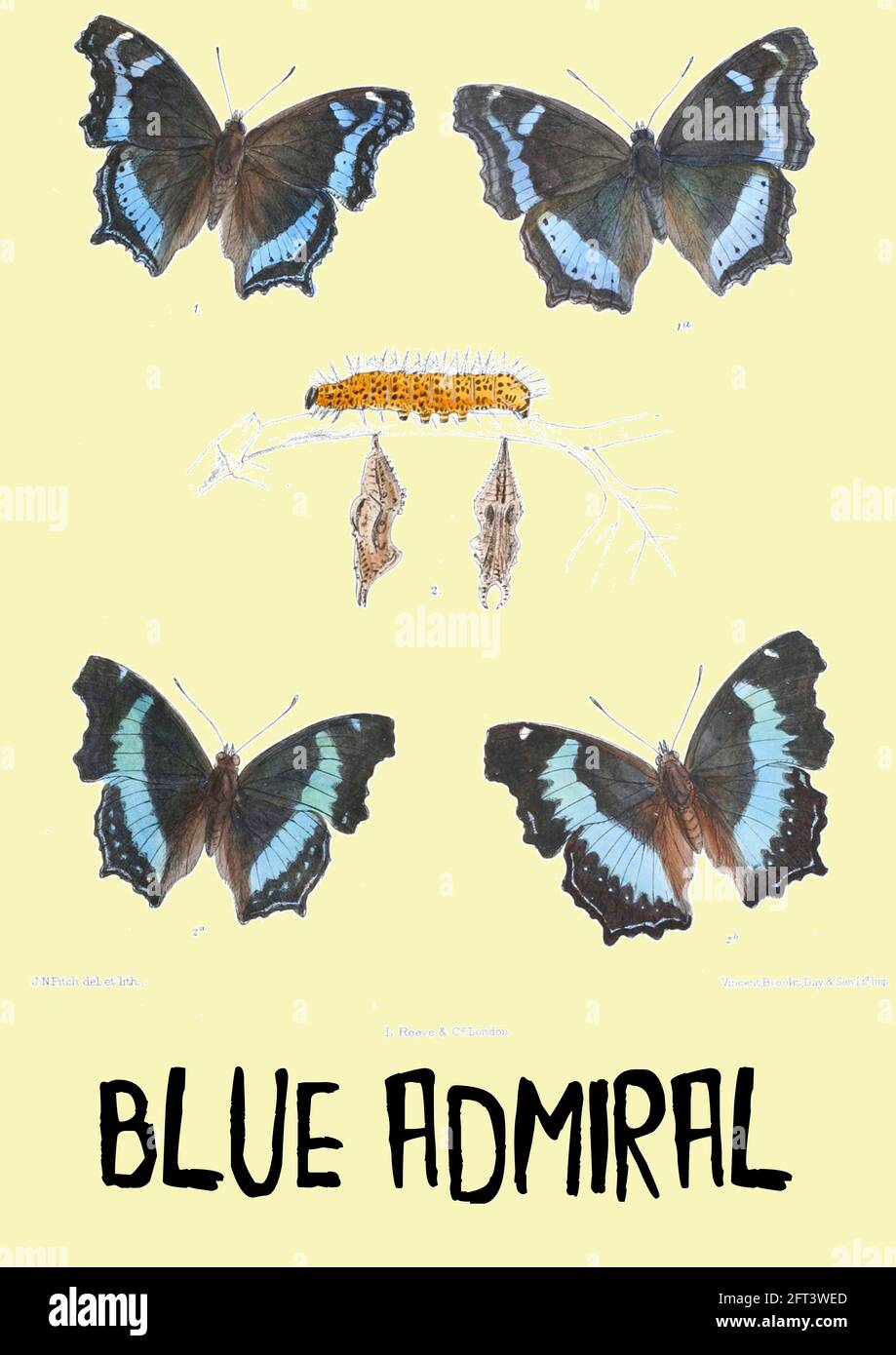 John Nugent Fitch - Vintage Blue Admiral Illustration auf zeitgenössischen Hintergrund platziert. Stockfoto