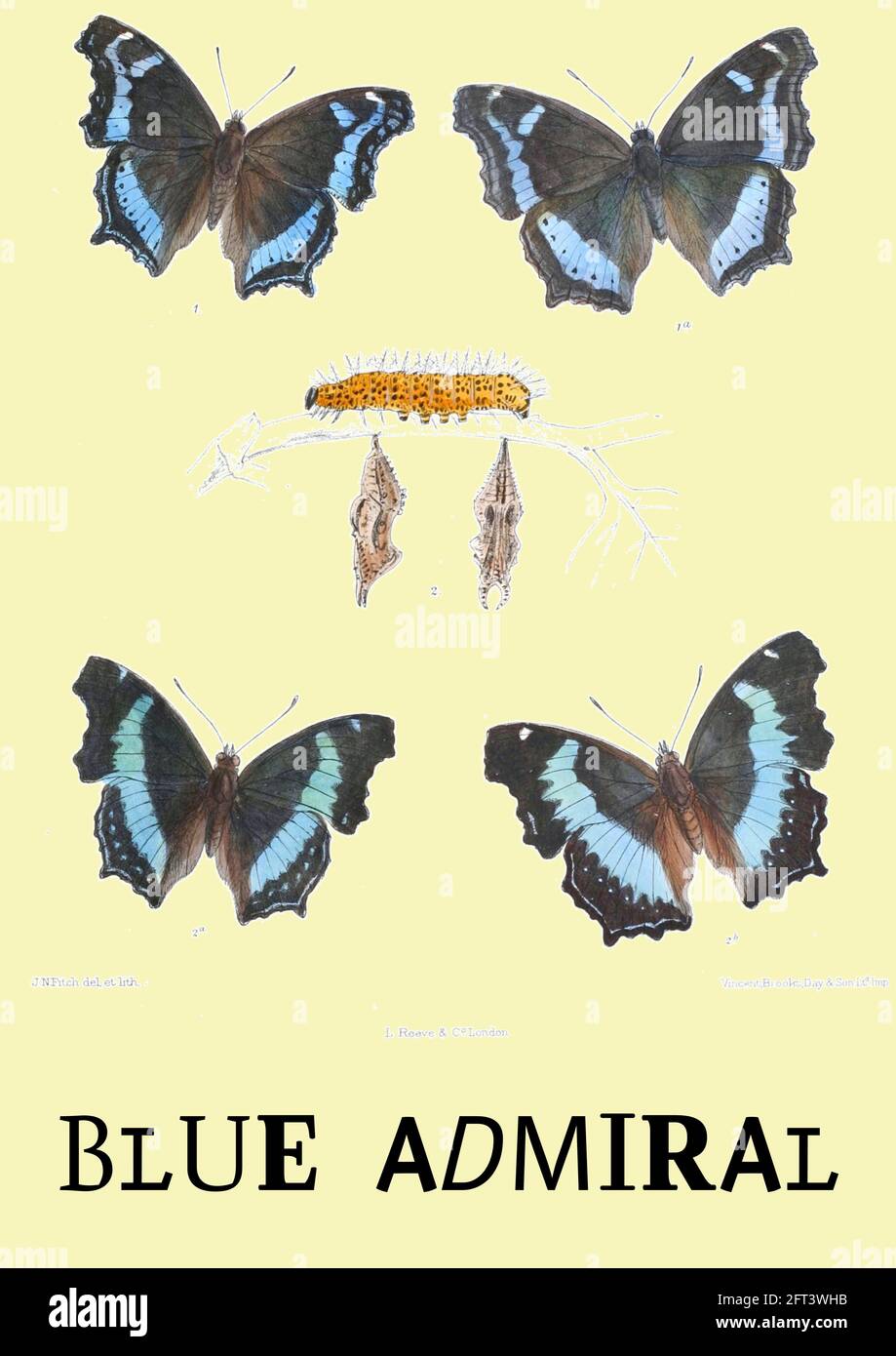 John Nugent Fitch - Vintage Blue Admiral Illustration auf zeitgenössischen Hintergrund platziert. Stockfoto
