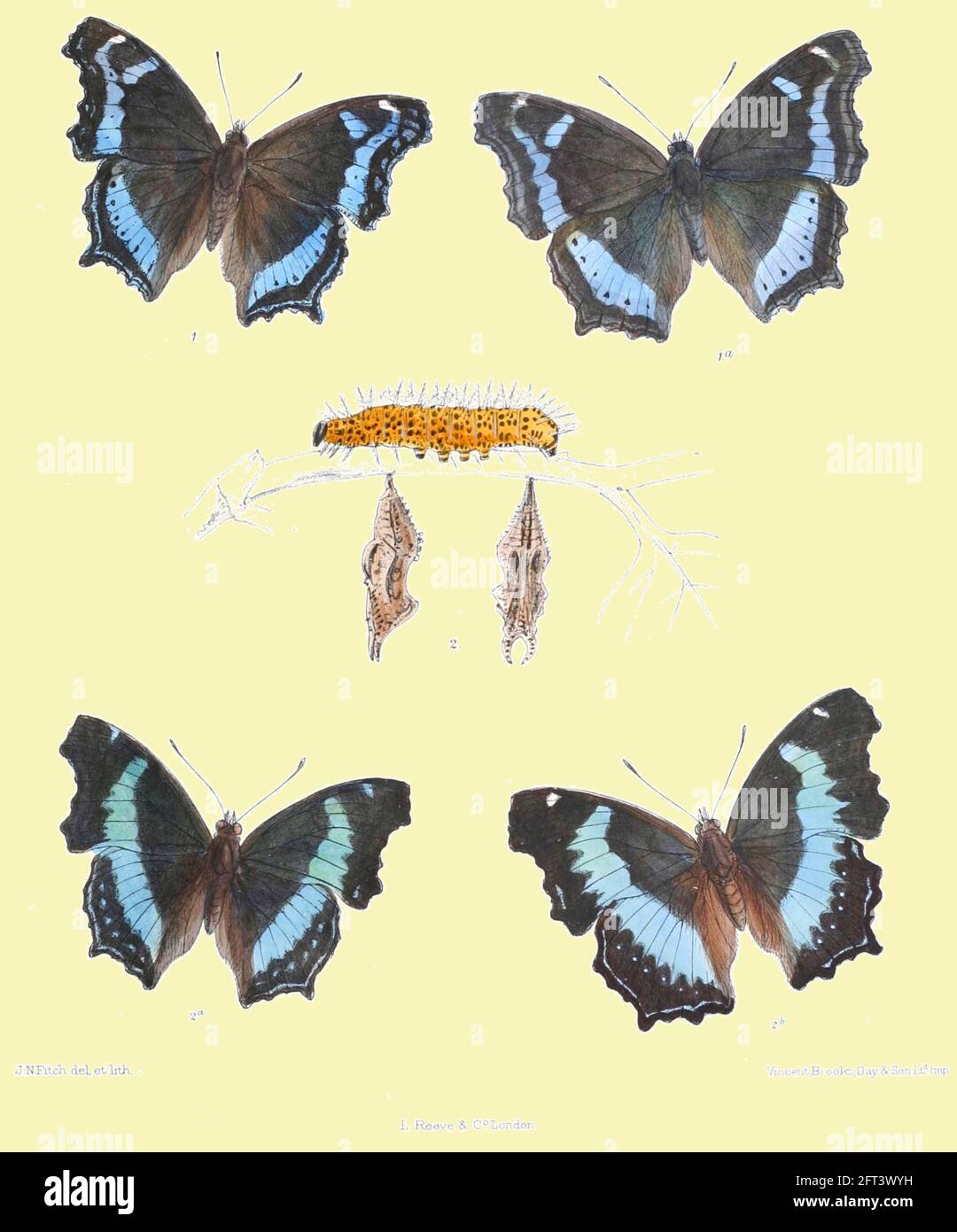 John Nugent Fitch - Vintage Blue Admiral Illustration auf zeitgenössischen Hintergrund platziert. Stockfoto