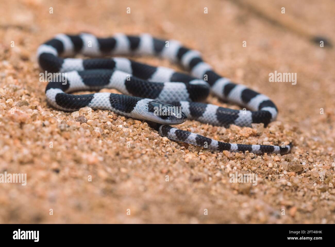 Gemeine Geißelschlange, Ganzkörperaufnahme, Dryocalamus nympha, Hampi, Karnataka, Indien Stockfoto