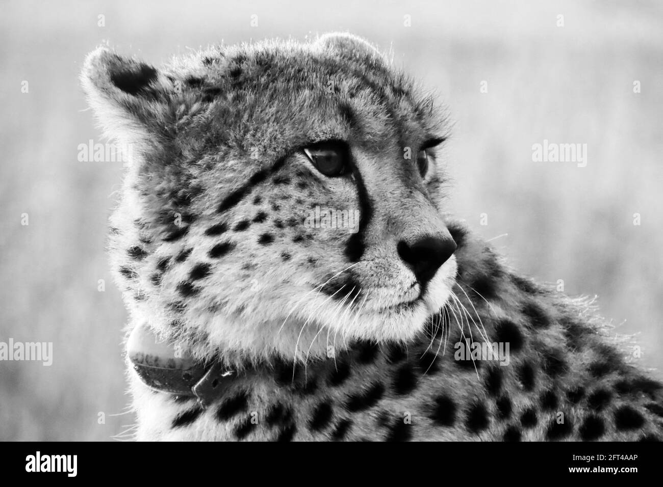 Gefährdeter weiblicher Gepard in monochromer Form Stockfoto