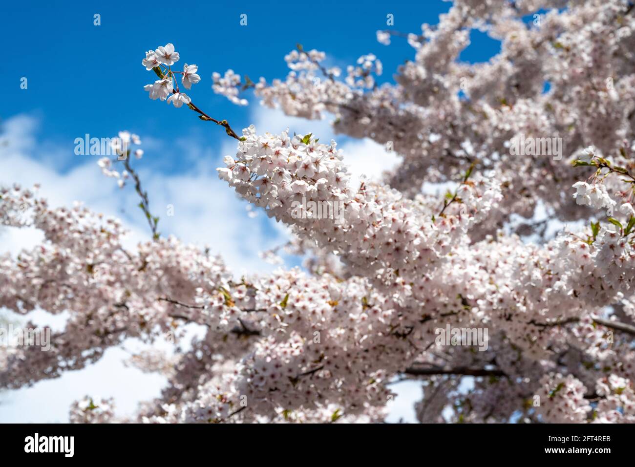 Kirschblüte im Stadtpark Strömparken im Frühling in Norrköping Schweden. Norrkoping ist eine historische Industriestadt in Schweden. Stockfoto