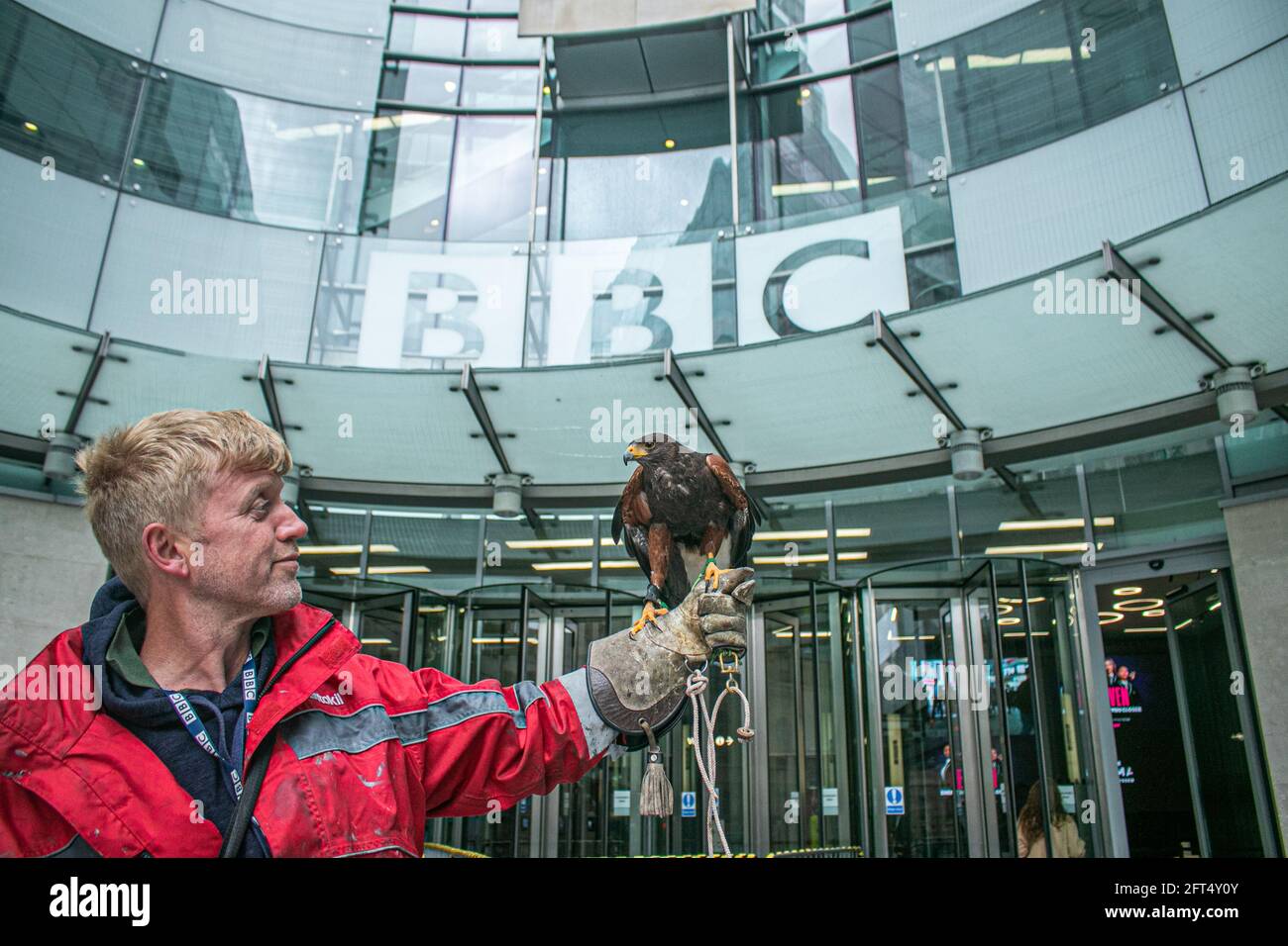 LONDON, 21. Mai 2021. Ein Handler mit einem Harris Hawk (Parabuteo Unicinctus) namens Lightnin vor dem BBC-Sendehaus in London. Die BBC wurde von Mitgliedern der königlichen Familie kritisiert, nachdem eine unabhängige Untersuchung und ein Bericht des hochrangigen Richters Lord Dyson über die Behandlung des Interviews mit Martin Bashir mit der verstorbenen Prinzessin Diana festgestellt wurde, dass Martin Bashir betrogen und gefälschte Kontoauszüge verwendet hatte, um den Zugang zu sichern Diana Princess of Wales im Jahr 1995 und dass die BBC unwirksam war“, um seinem Fehlverhalten zu dieser Zeit auf den Grund zu gehen. Credit amer Ghazzal/Alamy Live News Stockfoto