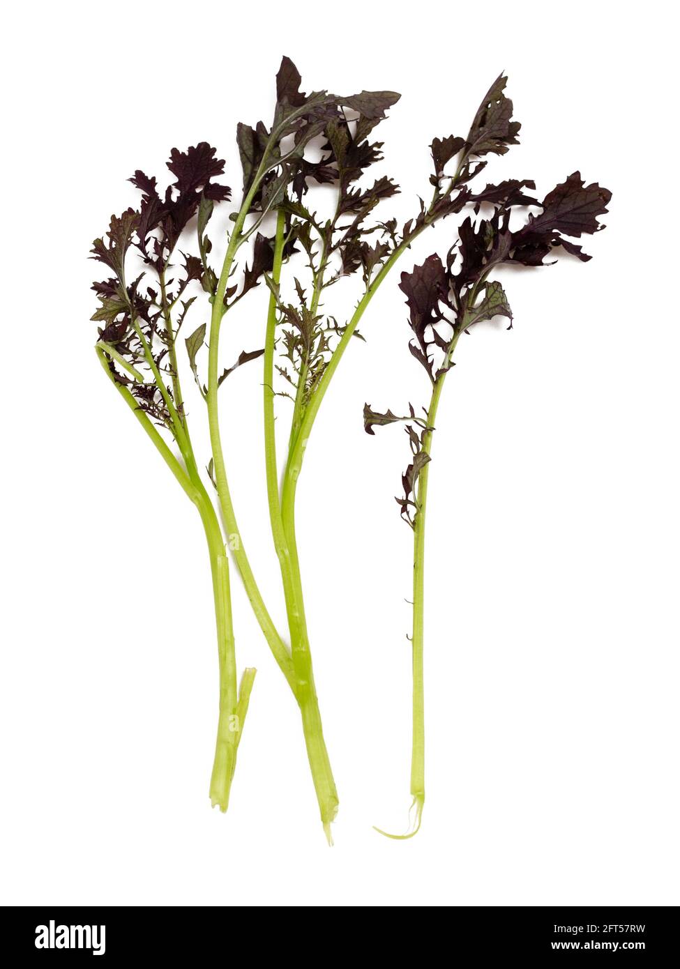 Frisch gepflückte Blätter des biologisch angebauten Salatsenfs Brassica juncea 'Red Lace' auf weißem Hintergrund Stockfoto