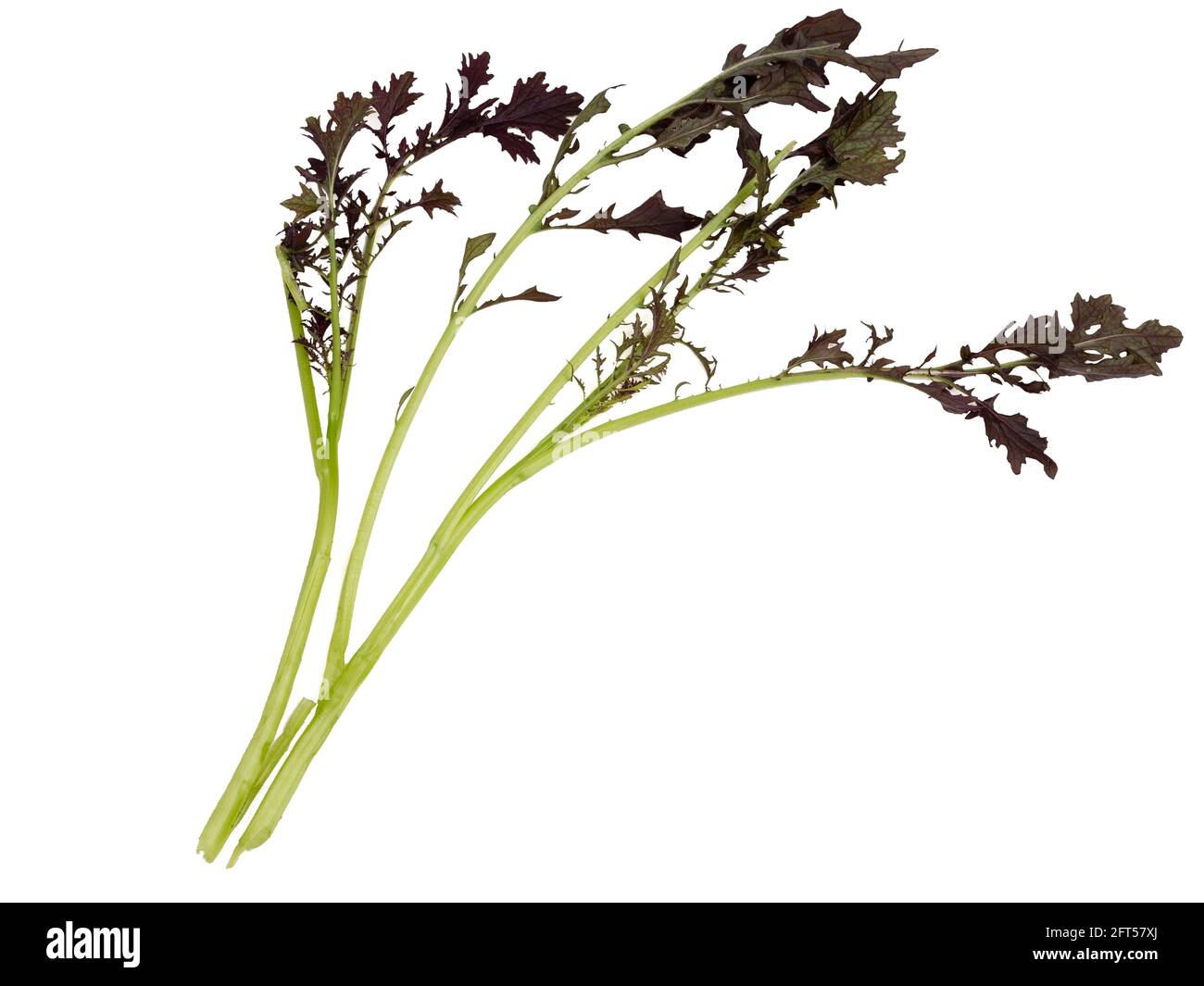 Frisch gepflückte Blätter des biologisch angebauten Salatsenfs Brassica juncea 'Red Lace' auf weißem Hintergrund Stockfoto
