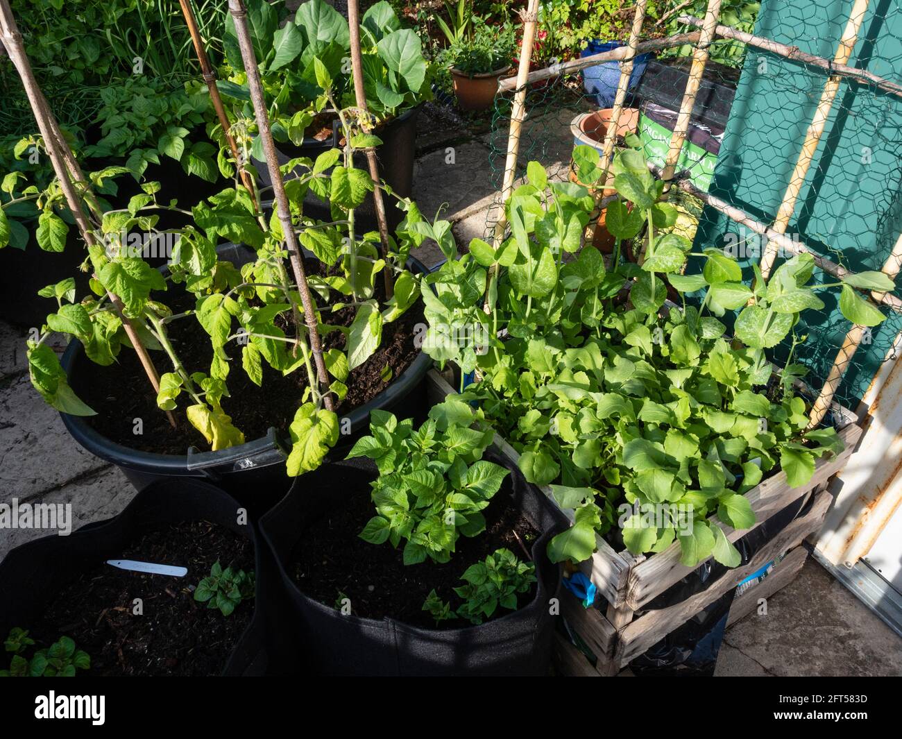Tomate 'Outdoor Girl', Gartenerde 'Alderman', Rettich 'French Breakfast 3'; und Kartoffel 'Casbaras', die in Containern in einem städtischen Küchengarten wächst Stockfoto