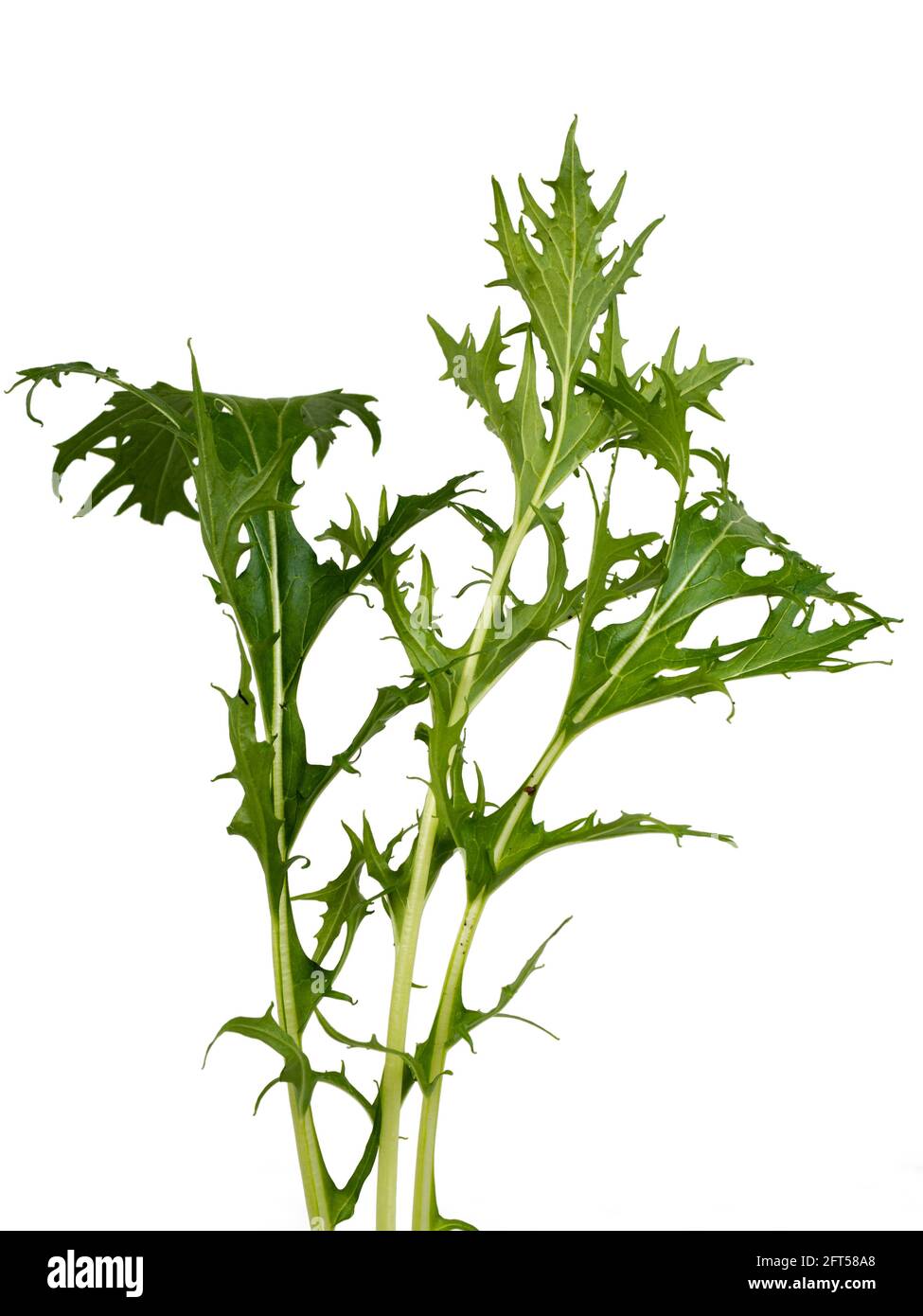 Frisch gepflückte Blätter des biologisch angebauten Salats mizuna, Brassica rapa var. japonica, auf weißem Hintergrund Stockfoto