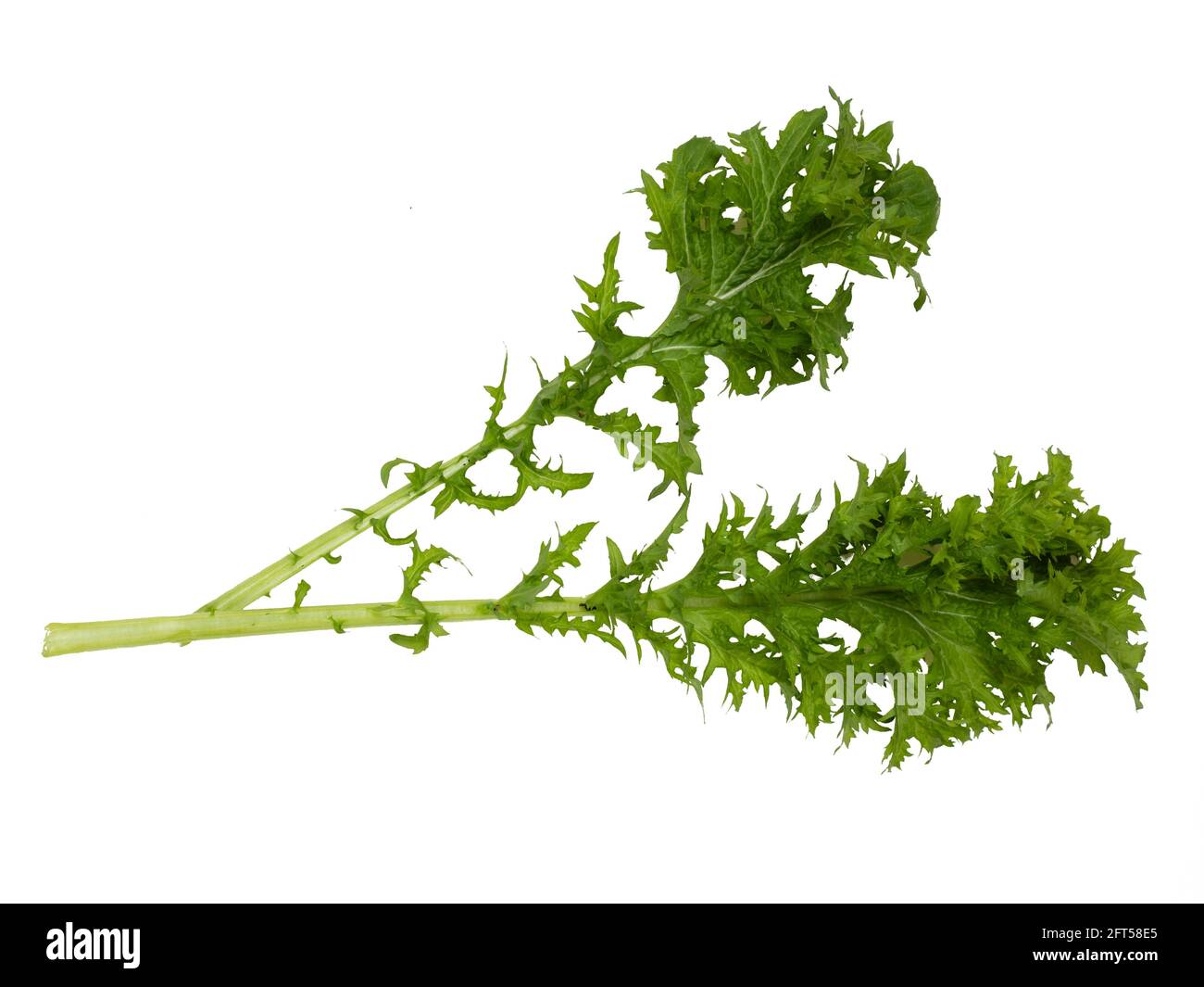 Frisch gepflückte Blätter des biologisch angebauten Salatsenfs Brassica juncea 'Pizzo' auf weißem Hintergrund Stockfoto