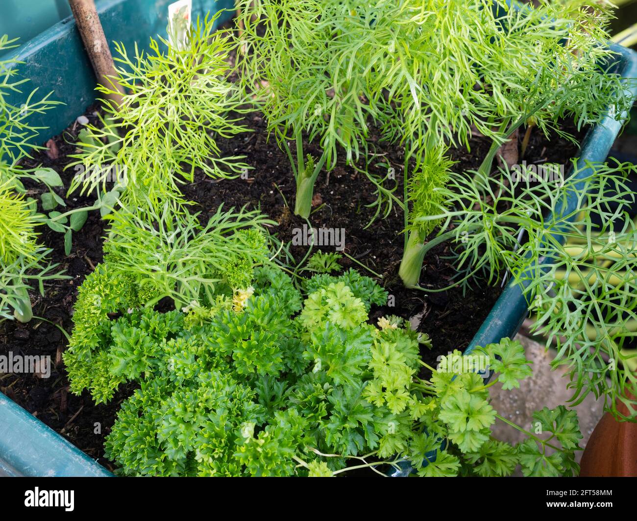 Lockig blättrige Küchenkräuter Petersilie teilt sich einen Behälter mit jungen Menschen Florence Fenchel in einem britischen Stadtgarten Stockfoto