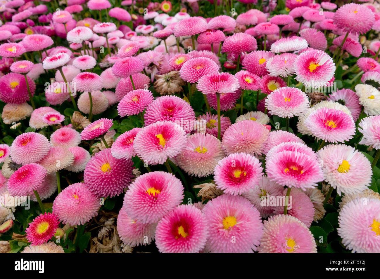 Englische Daisy Bellis perennis 'Roggli Rose' Bellis Pomponette, ein Haufen Gänseblümchen wachsen Stockfoto