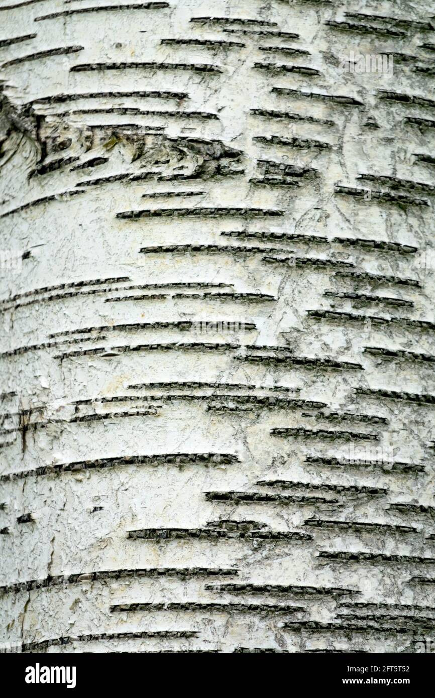 Birke Rinde Textur Betula verucosa Stockfoto