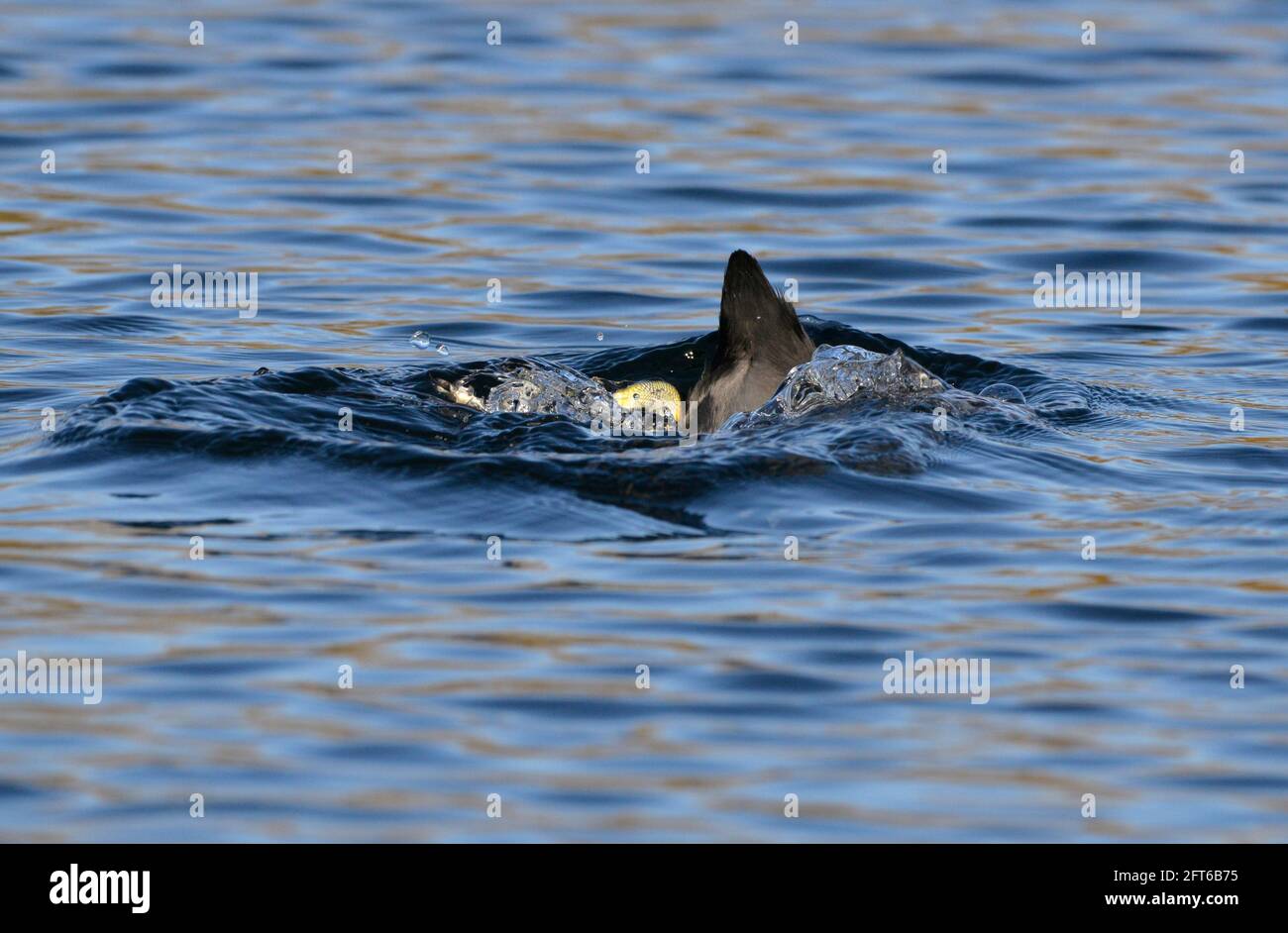 Blässhuhn - Fulica atra Stockfoto