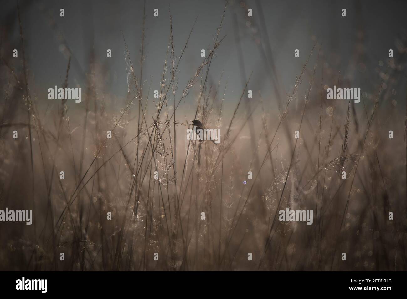Sibirischer Steinechat, Saxicola maurus, Madhya Pradesh, Indien Stockfoto