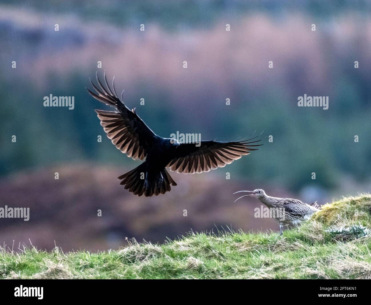 Krähe greift einen Curlew in der Nähe seines Nestes an Stockfoto