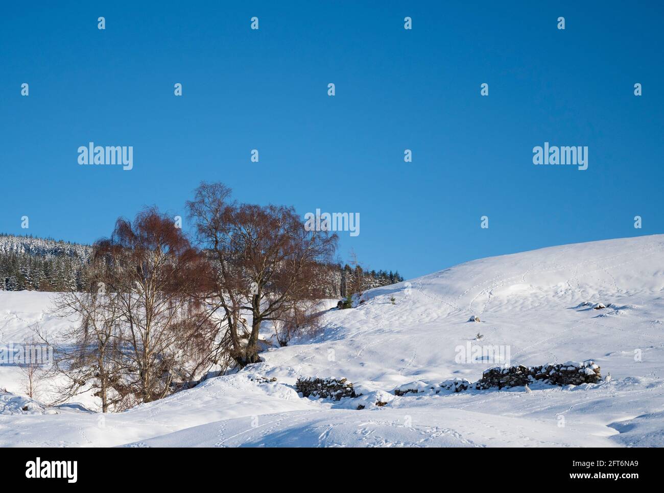 Berghasen und Pfade im Schnee, Schottland Stockfoto