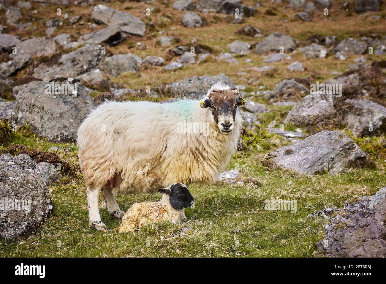 Tiere in freier Wildbahn, Ziege und Ziegenbock. Irische Viehzucht. Nachhaltige Landwirtschaft Stockfoto