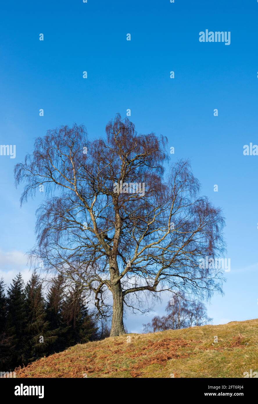 Winterbaum auf einem Hügel Stockfoto