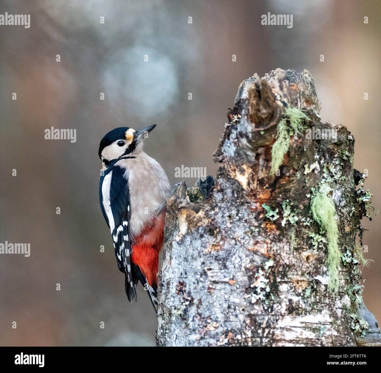 Buntspecht - Dendrocopos großen Stockfoto