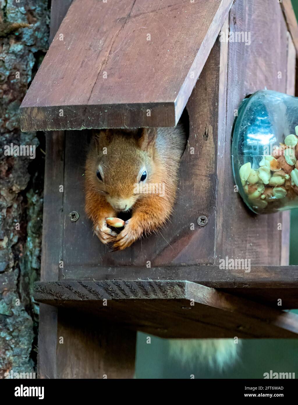 Eichhörnchen (Sciurus Vulgaris) Stockfoto