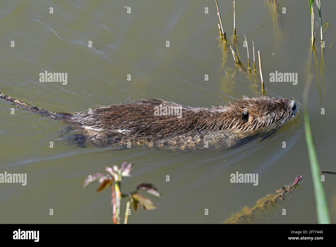 Nutria, Myocastor coypus, schwimmen Stockfoto