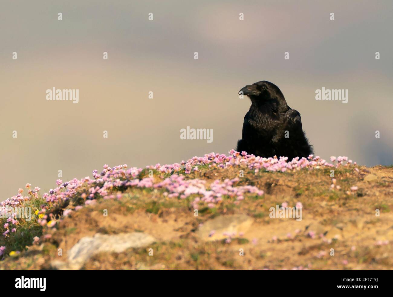 Ein einziger Rabe (Corvus Corax), der auf einer Klippe wacht, Pembrokeshire Stockfoto