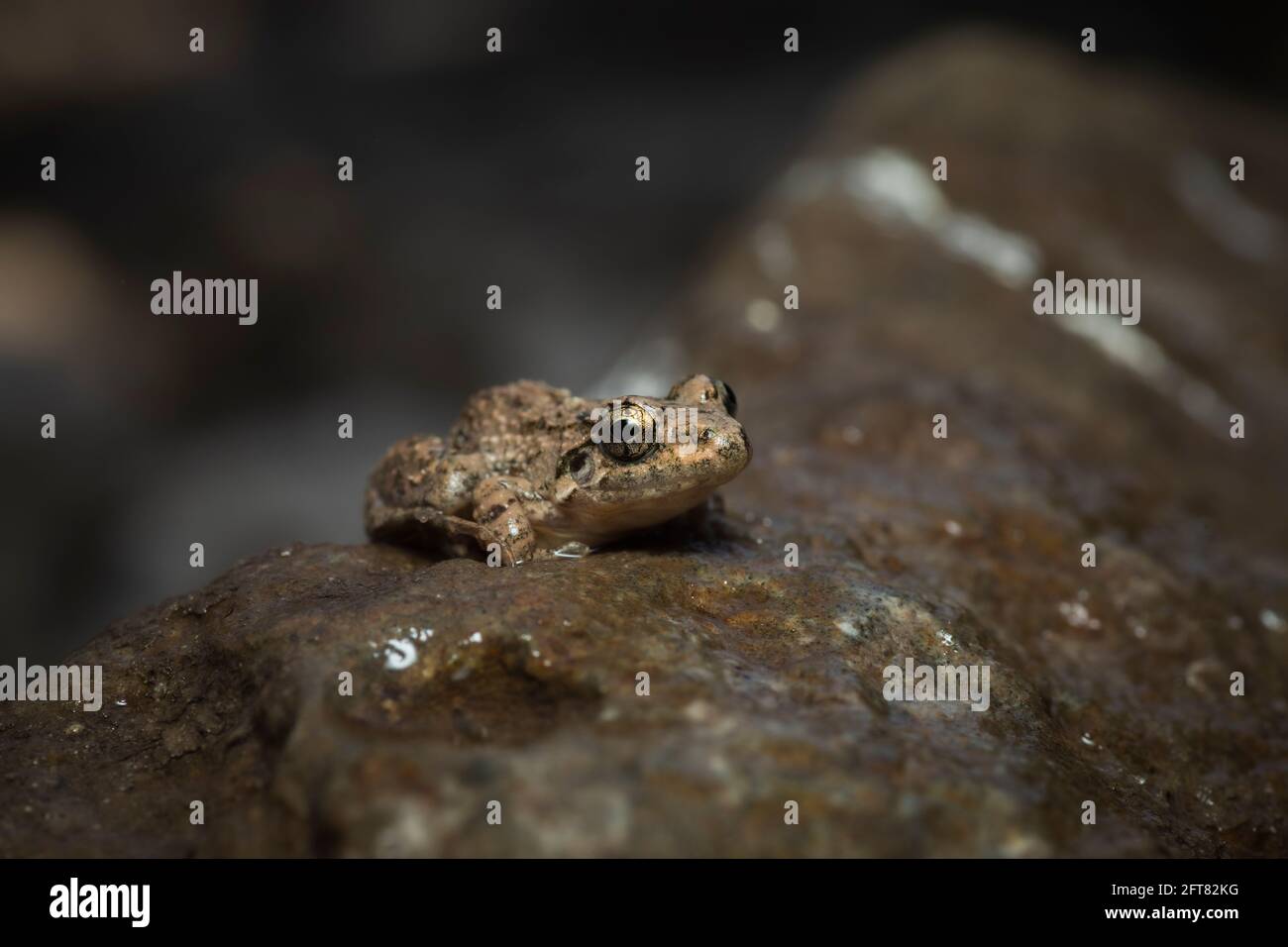 Raorchestes sp., Satara, Maharashtra, Indien Stockfoto