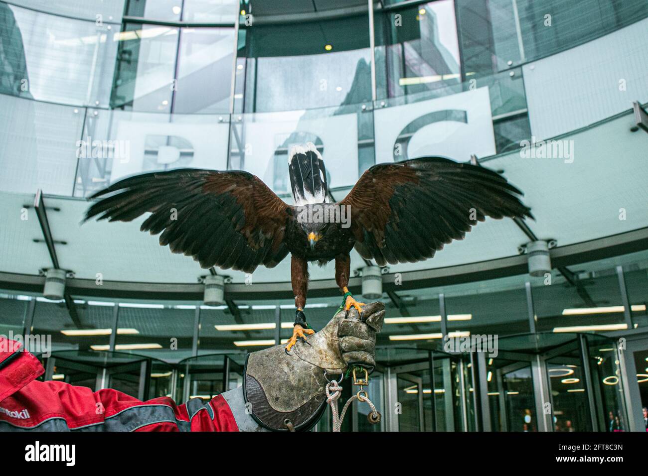 LONDON, 21. Mai 2021. Ein Handler mit einem Harris Hawk (Parabuteo Unicinctus) namens Lightnin vor dem BBC-Sendehaus in London. Die BBC wurde von Mitgliedern der königlichen Familie kritisiert, nachdem eine unabhängige Untersuchung und ein Bericht des hochrangigen Richters Lord Dyson über die Behandlung des Interviews mit Martin Bashir mit der verstorbenen Prinzessin Diana festgestellt wurde, dass Martin Bashir betrogen und gefälschte Kontoauszüge verwendet hatte, um den Zugang zu sichern Diana Princess of Wales im Jahr 1995 und dass die BBC unwirksam war“, um seinem Fehlverhalten zu dieser Zeit auf den Grund zu gehen. Credit amer Ghazzal/Alamy Live News Stockfoto