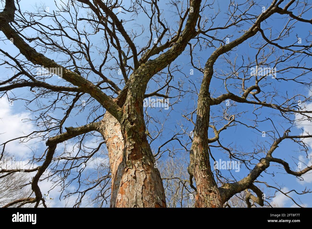 Baum verzweigt keine Blätter Stockfoto