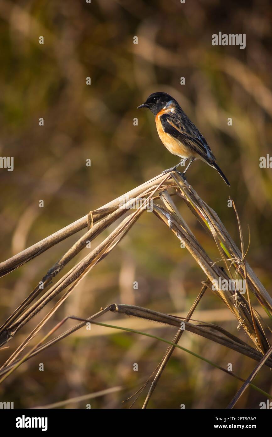 Sibirischer Steinechat, Saxicola maurus, Madhya Pradesh, Indien Stockfoto