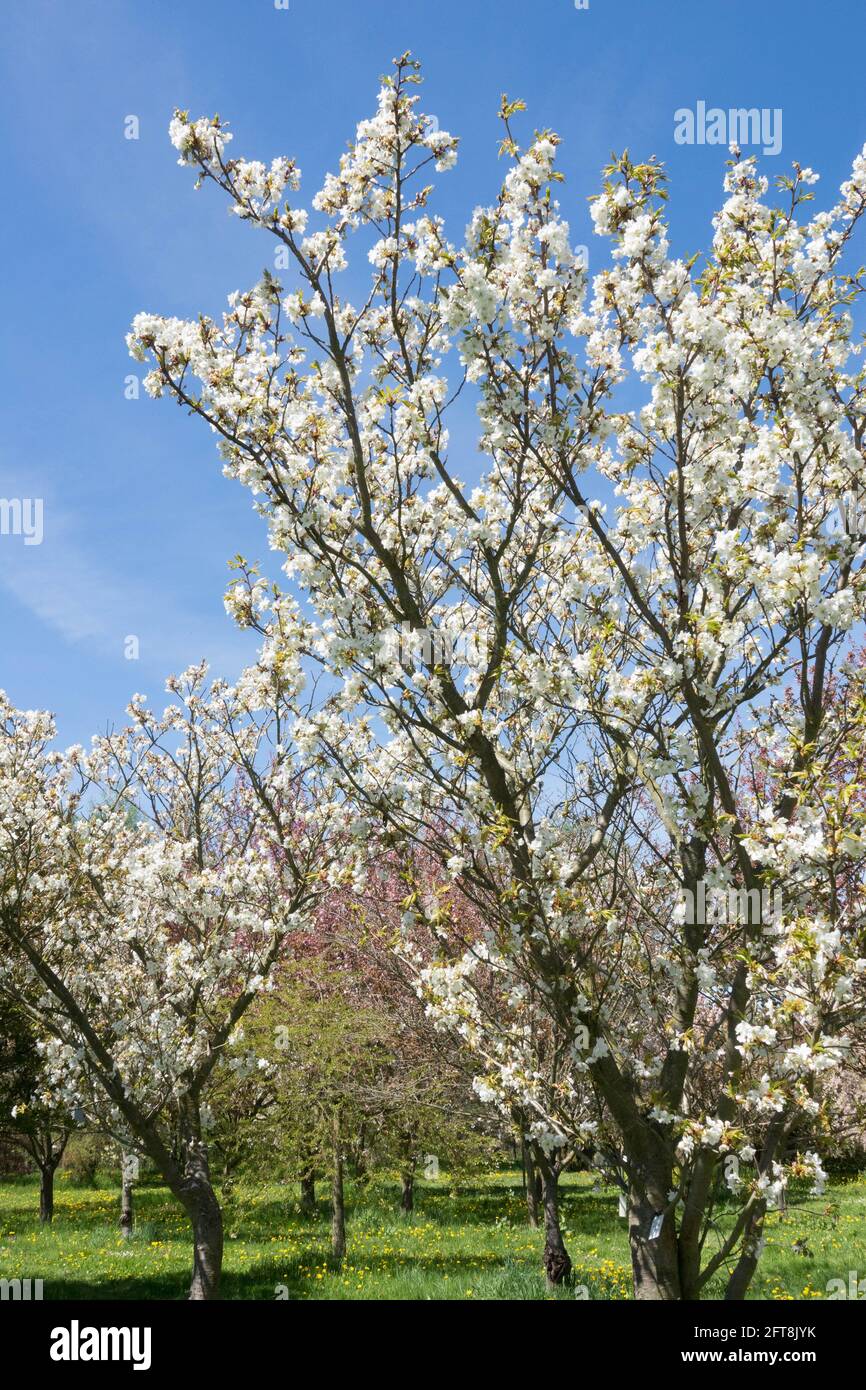 Prunus serrulata Ariake Stockfoto