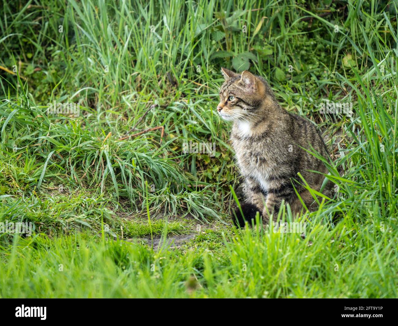 Weibliche Schottische Wildkatze Stockfoto