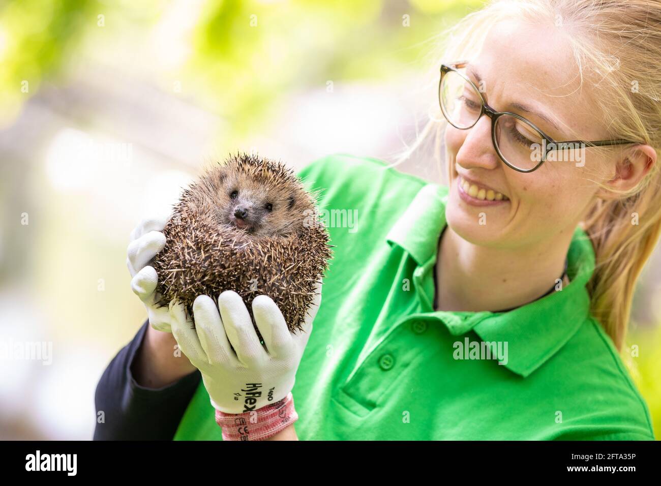 Hannover, Deutschland. Mai 2021. Karolin Schütte, Tierärztin am Igelzentrum in Niedersachsen, hält einen Igel in den Händen, den sie später auf dem Stadtfriedhof Stöcken in die Wildnis entlassen wird. Quelle: Moritz Frankenberg/dpa/Alamy Live News Stockfoto